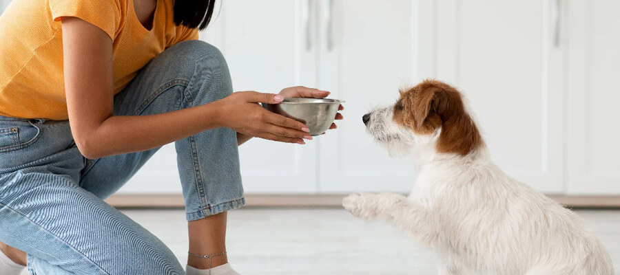 What to Look for When Buying Commercial Dog Food